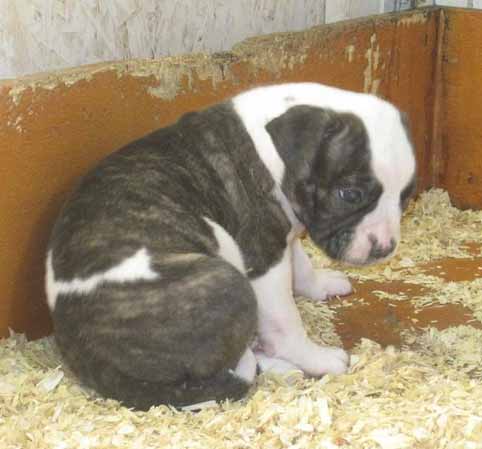 amerikaanse bulldog pup